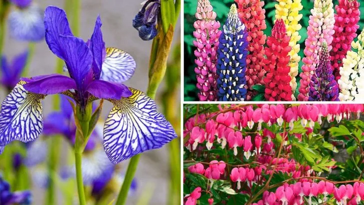 18 Late-Blooming Spring Perennials That Keep the Color Going