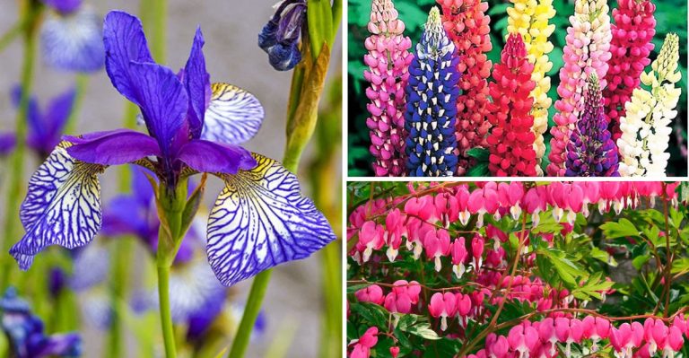 18 Late-Blooming Spring Perennials That Keep the Color Going