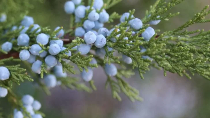 18 Mountain Shrubs That Bring Structure to Windy Coastal Gardens