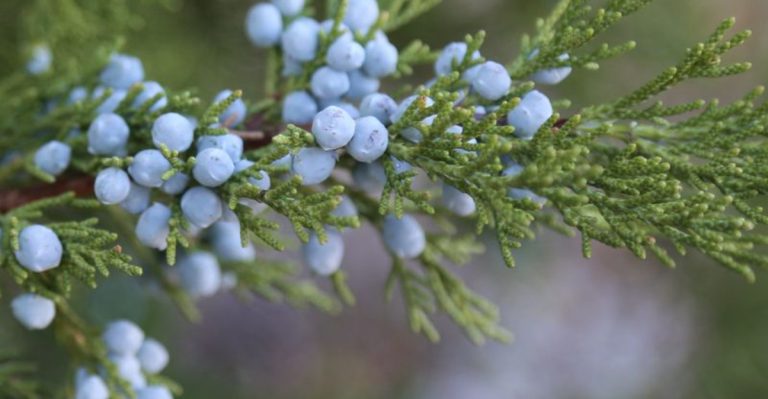 18 Mountain Shrubs That Bring Structure to Windy Coastal Gardens