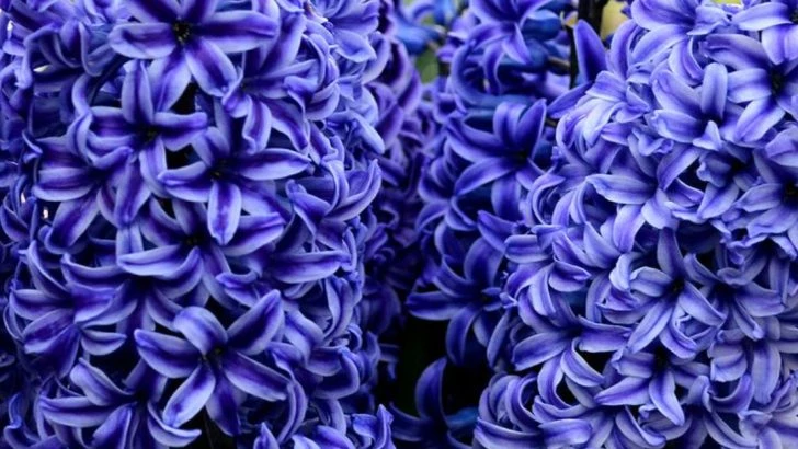 18 Patriotic Red, White, and Blue Flowers to Celebrate America Right From Your Backyard