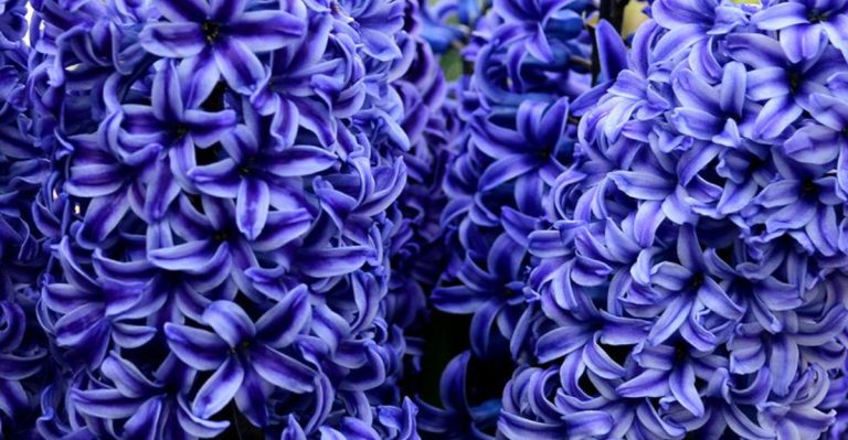 18 Patriotic Red, White, and Blue Flowers to Celebrate America Right From Your Backyard