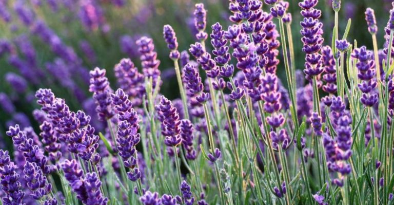 18 Perennials That Bloom Year After Year with Minimal Effort