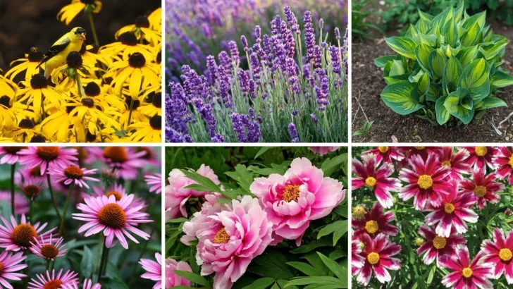 18 Perennials You Should Still Plant in May for a Summer Full of Blooms