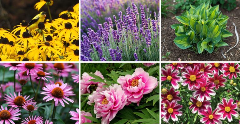 18 Perennials You Should Still Plant in May for a Summer Full of Blooms