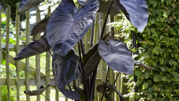 18 Plants With Black Foliage for a Bold Look