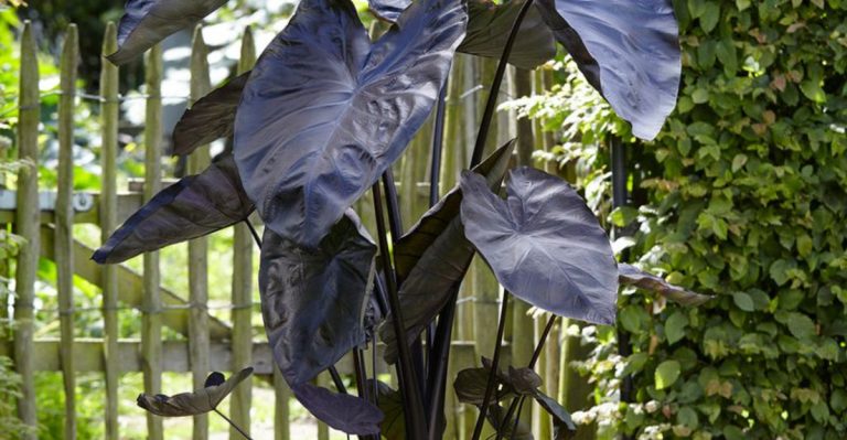 18 Plants With Black Foliage for a Bold Look