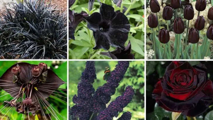 18 Stunning Black Plants That Add Instant Drama to Any Garden