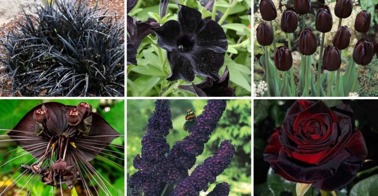 18 Stunning Black Plants That Add Instant Drama to Any Garden