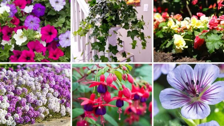 18 Stunning Hanging Basket Ideas to Brighten Any Front Porch