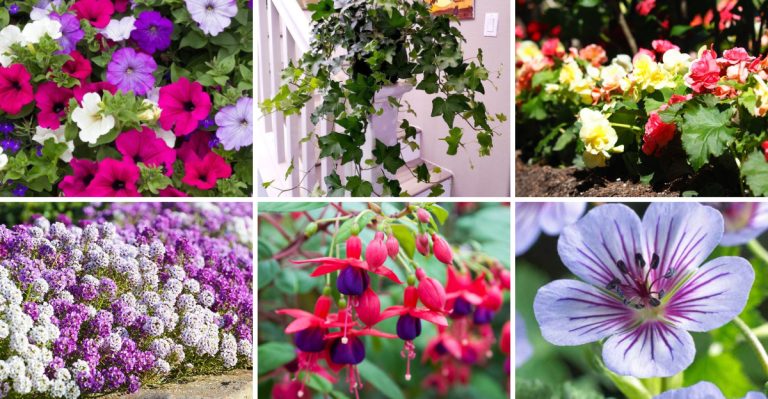 18 Stunning Hanging Basket Ideas to Brighten Any Front Porch