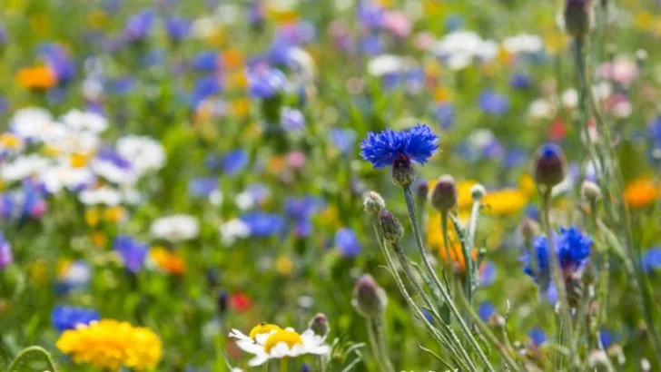 18 Wild Food Gardens Inspired by Foraging Practices