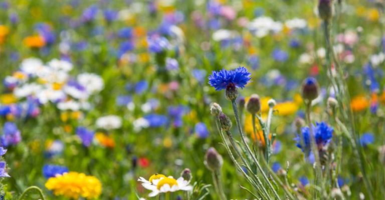 18 Wild Food Gardens Inspired by Foraging Practices