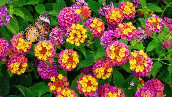 19 Dramatic Flowering Plants That Transform Any Ordinary Landscape