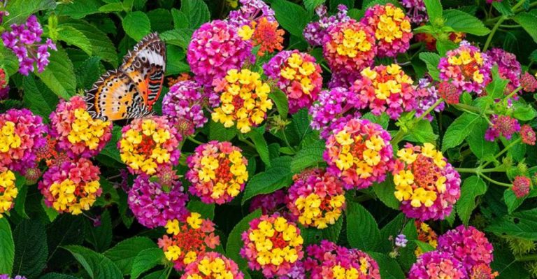 19 Dramatic Flowering Plants That Transform Any Ordinary Landscape