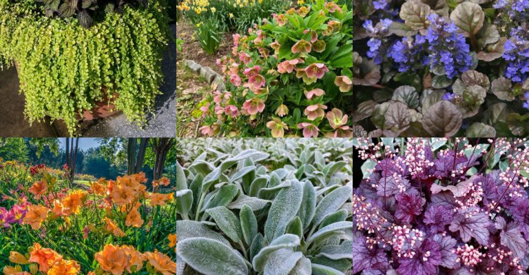 19 Perennials That Spread Fast but Stay Well-Behaved