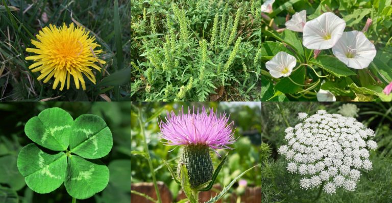 19 Plants That Don’t Mind Dirty, Polluted, or Roadside Soil
