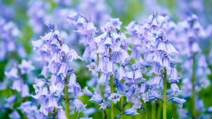 19 Beautiful Flowers That Burst Into Bloom in May