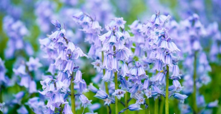 19 Beautiful Flowers That Burst Into Bloom in May