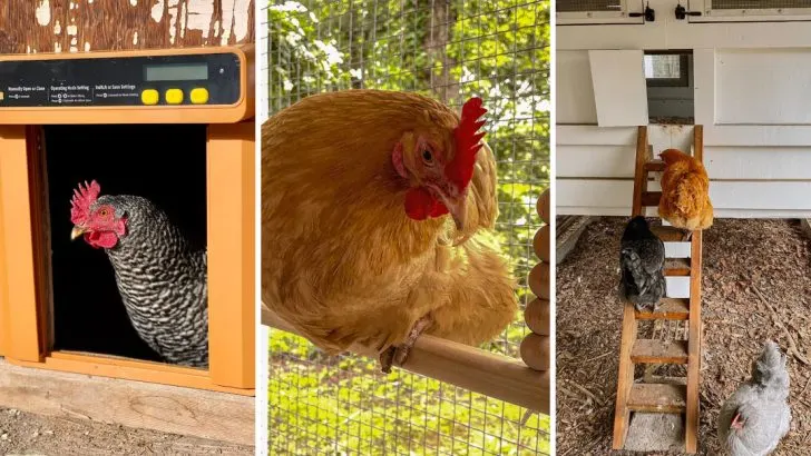 19 Chicken Coop Hacks That Make Raising Chickens Easier