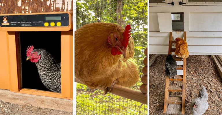 19 Chicken Coop Hacks That Make Raising Chickens Easier