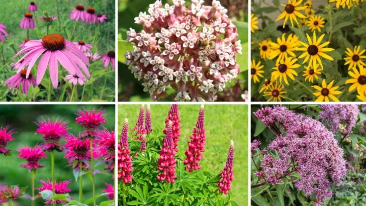 19 Perennials That Are Perfect for Wildlife Gardens
