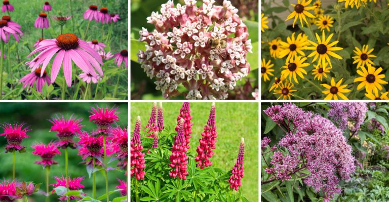 19 Perennials That Are Perfect for Wildlife Gardens