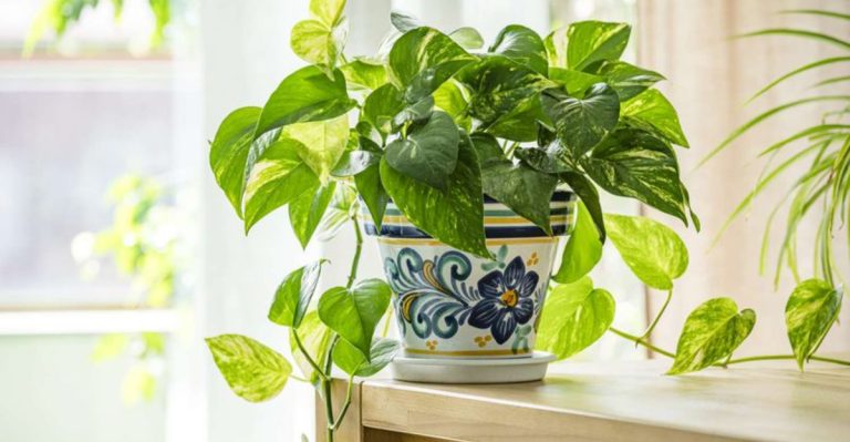 19 Plants That Create a Lush Jungle Look Without Needing a Tropical Climate