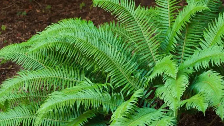 19 Plants That Handle Both Shade and Rain in Pacific Northwest Yards