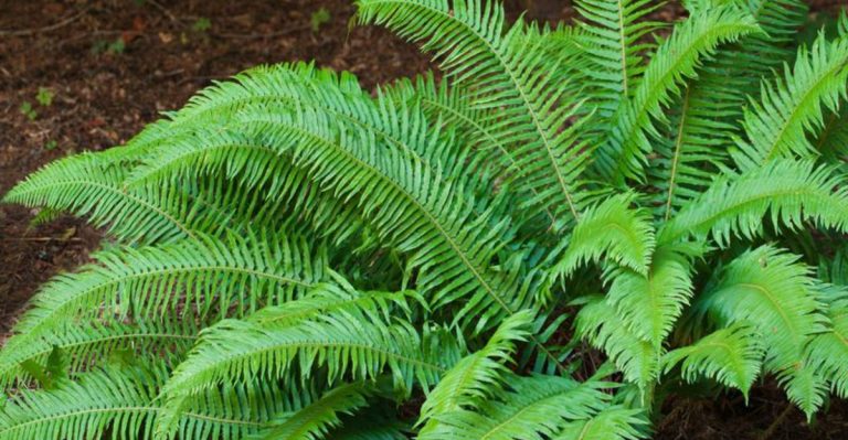 19 Plants That Handle Both Shade and Rain in Pacific Northwest Yards