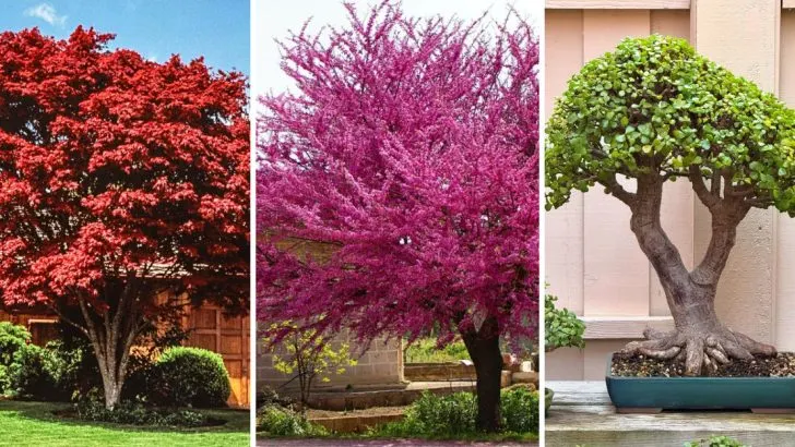 19 Plants That Look Better as They Age