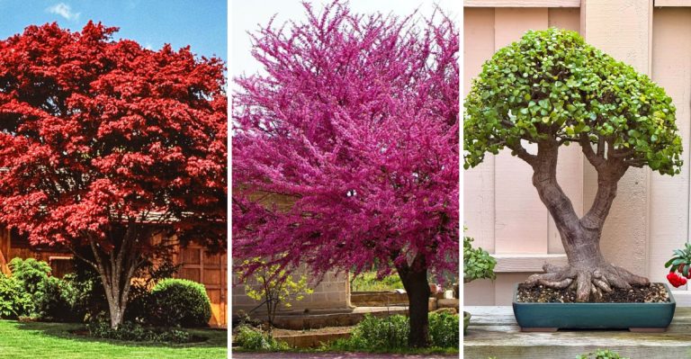 19 Plants That Look Better as They Age