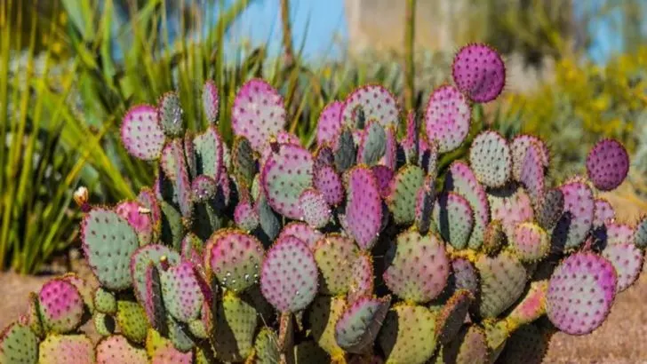 19 Plants That Look Like They Belong in the Southwest—But Grow Just Fine in the Northeast