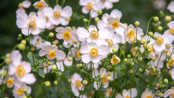 19 Plants That Survive Both Heatwaves and Cold Snaps