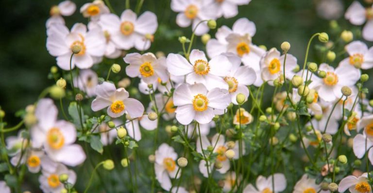 19 Plants That Survive Both Heatwaves and Cold Snaps