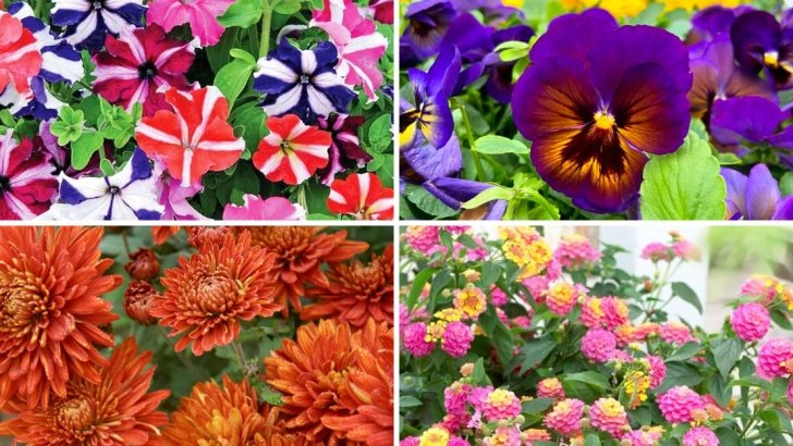 19 Plants That Were Discovered by Accident and Became Garden Favorites