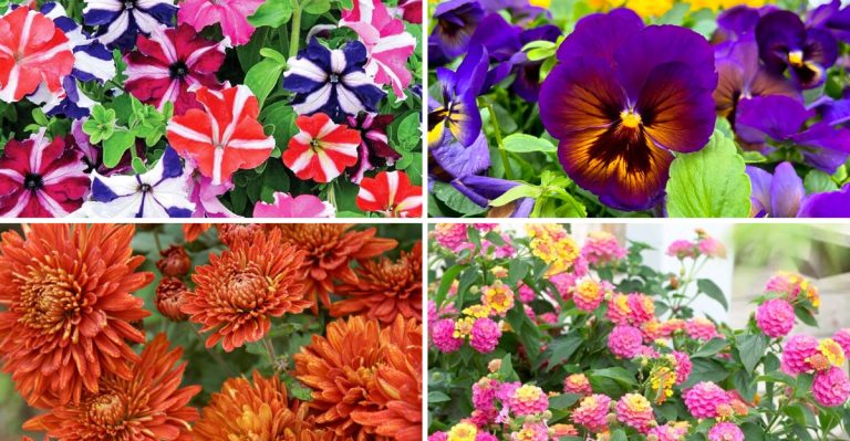 19 Plants That Were Discovered by Accident and Became Garden Favorites