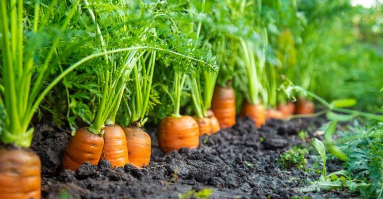 19 Plants You Can Eat Raw Right from the Garden