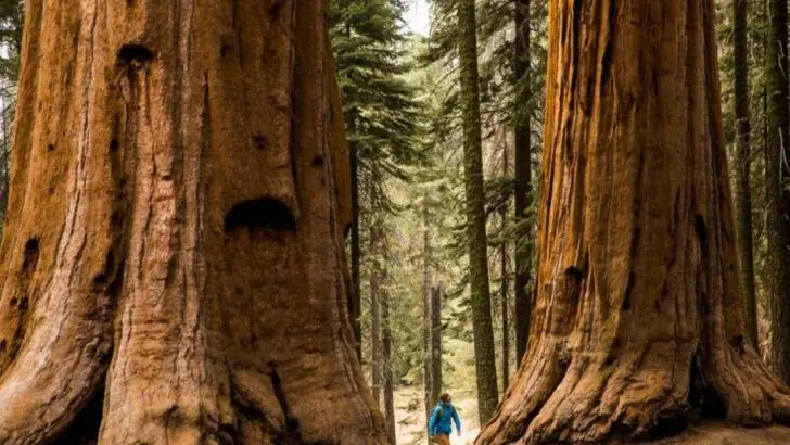 12 Rare Plants You’ll Only Find in Specific U.S. National Parks