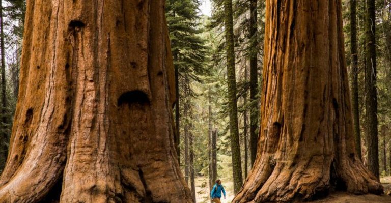 12 Rare Plants You’ll Only Find in Specific U.S. National Parks