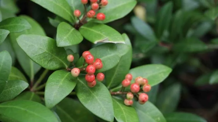 19 Shrubs That Stay Under 3 Feet Tall (Perfect for Foundation Planting)