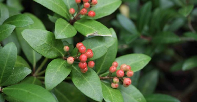 19 Shrubs That Stay Under 3 Feet Tall (Perfect for Foundation Planting)