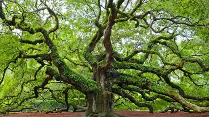 19 Trees That Thrive Despite Coastal Winds and Salt Spray