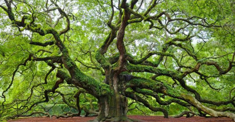 19 Trees That Thrive Despite Coastal Winds and Salt Spray