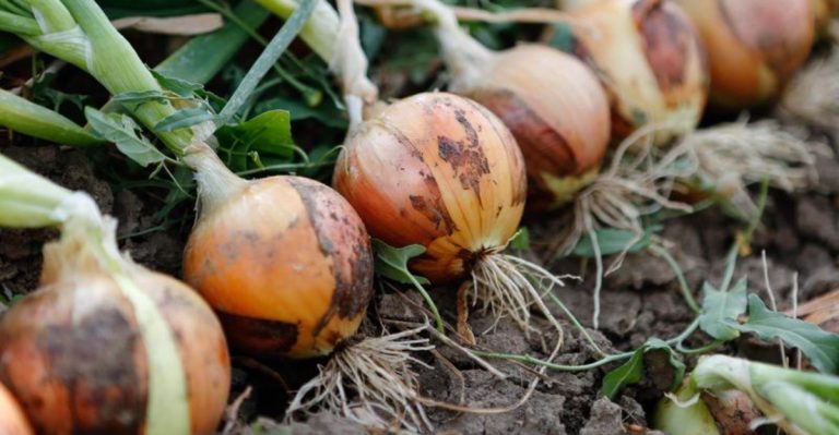 19 Vegetables That Grow Well In Desert Condition