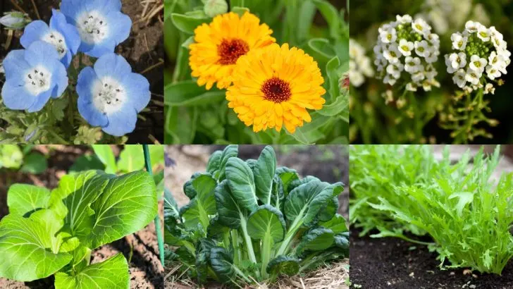 20 Annuals That Can Complete Their Life Cycle in Under 30 Days
