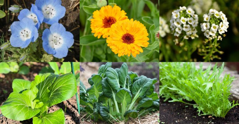 20 Annuals That Can Complete Their Life Cycle in Under 30 Days