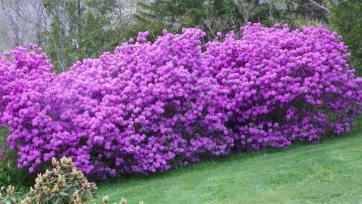 20 Flowering Shrubs That Absorb Radioactive Isotopes from the Soil
