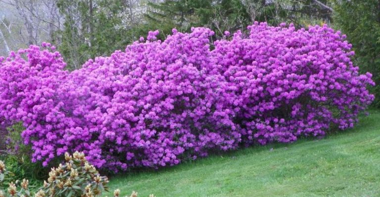 20 Flowering Shrubs That Absorb Radioactive Isotopes from the Soil