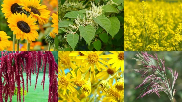 20 Flowering Shrubs That Absorb Radioactive Isotopes from the Soil